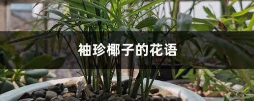 袖珍椰子的花语