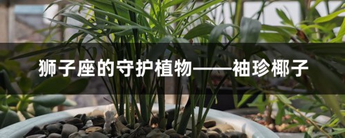 狮子座的守护植物——袖珍椰子