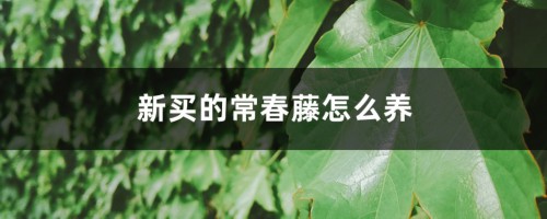 新买的常春藤怎么养