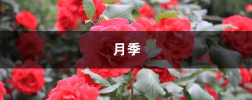 月季=药罐子？学会这5个技巧，保你月月开花不招虫！