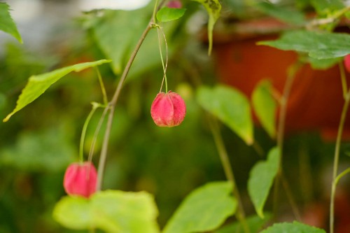 蔓性风铃花