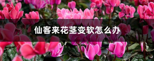 仙客来花茎变软怎么办