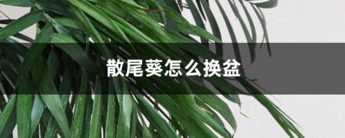 散尾葵怎么换盆