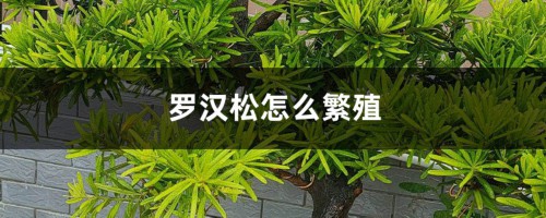 罗汉松怎么繁殖