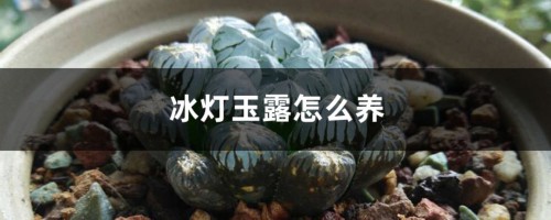 冰灯玉露怎么养